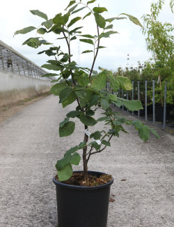 CLADRASTIS kentukea En pot de 15-20 litres buisson hauteur 100-125 cm