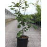 CLADRASTIS kentukea En pot de 15-20 litres