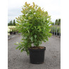 NYSSA sylvatica En pot de 10-12 litres