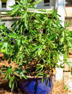 FIGUIER LITTLE MISS FIGGY