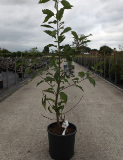 PRUNUS serrula AMBER SCOTS En pot de 12-15 litres