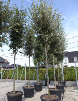 QUERCUS ilex En pot de 110-130 litres tige hauteur du tronc 190-210 cm