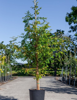 TAXODIUM distichum En pot de 15-20 litres hauteur 175-200 cm