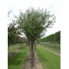 PRUNUS serrula BRANKLYN