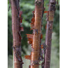 PRUNUS serrula BRANKLYN