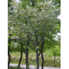 STYRAX japonicus