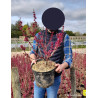 CERCIS chinensis AVONDALE En pot de 10-12 litres
