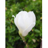 MAGNOLIA denudata DOUBLE DIAMOND