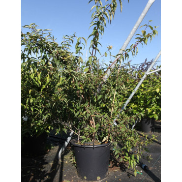 DIPELTA yunnanensis En pot de 50-70 litres buisson hauteur 150-175 cm