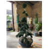 ILEX crenata KINME