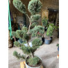 JUNIPERUS media Pfitzeriana GLAUCA En pot forme bonsaï