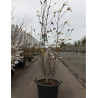 MAGNOLIA WADA'S MEMORY En pot de 30-35 litres