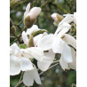 MAGNOLIA WADA'S MEMORY