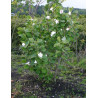 MAGNOLIA sieboldii