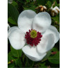 MAGNOLIA sieboldii