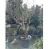 PUNICA granatum En pot de 70 litres Vieux sujet âgé de 5-6 ans