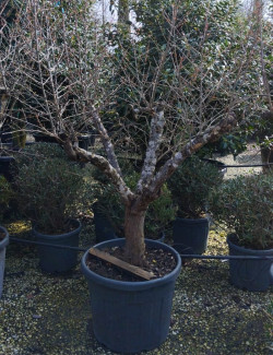 PUNICA granatum En pot de 70 litres Vieux sujet âgé de 8-9 ans
