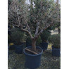PUNICA granatum En pot de 70 litres Vieux sujet âgé de 8-9 ans