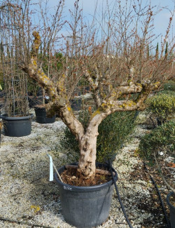 PUNICA granatum En pot de 110 litres Vieux sujet âgé de 17 ans