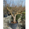 PUNICA granatum En pot de 110 litres Vieux sujet âgé de 17 ans