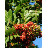 PISTACIA lentiscus