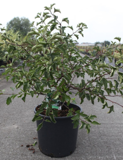 MALUS toringo TINA En pot de 15-20 litres forme buisson