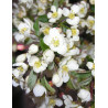 MALUS toringo TINA
