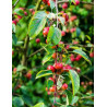 MALUS toringo TINA