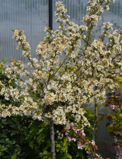 MALUS toringo TINA
