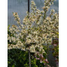 MALUS toringo TINA