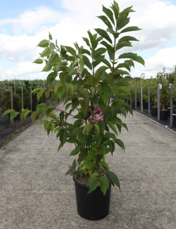 PRUNUS KURSAR  En pot de 12-15 litres