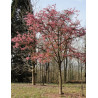 PRUNUS KURSAR 