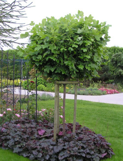 LIRIODENDRON tulipifera EDWARD GURSZTYN