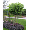 LIRIODENDRON tulipifera EDWARD GURSZTYN