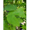 LIRIODENDRON tulipifera EDWARD GURSZTYN