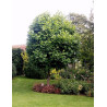 LIRIODENDRON tulipifera EDWARD GURSZTYN