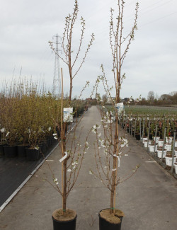 PRUNUS UMINEKO En pot de 12-15 litres forme baliveau