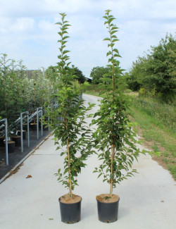 PRUNUS UMINEKO En pot de 12-15 litres forme baliveau