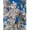 PRUNUS UMINEKO