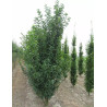 PRUNUS UMINEKO