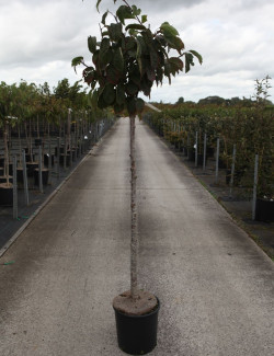 PRUNUS sargentii En pot de 15-20 litres forme tige hauteur du tronc 110-130 cm