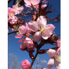 PRUNUS sargentii