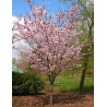 PRUNUS sargentii