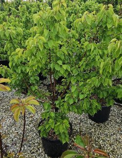 abricotier-nain-garden-aprigold-prunus-armeniaca-garden-aprigold-2.jpg