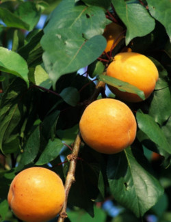 abricotier-nain-garden-aprigold-prunus-armeniaca-garden-aprigold.jpg
