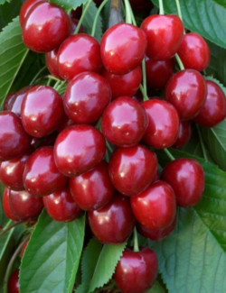 cerisier-nain-stella-prunus-avium-stella.jpg