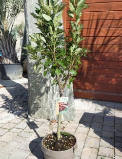cerisier-nain-stella-prunus-avium-stella-1.jpg