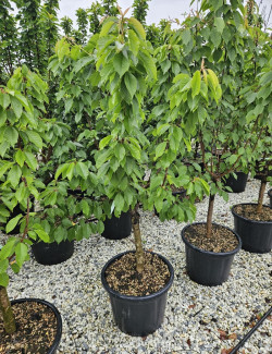cerisier-nain-stella-prunus-avium-stella-2.jpg
