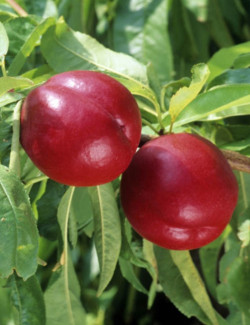 nectarinier-nain-a-chair-jaune-prunus-persica.jpg