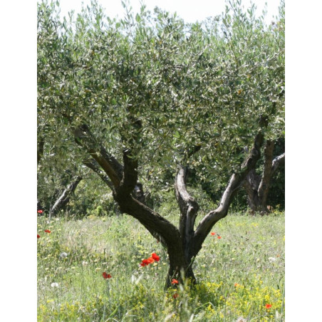 OLEA EUROPAEA OLEA EUROPAEA